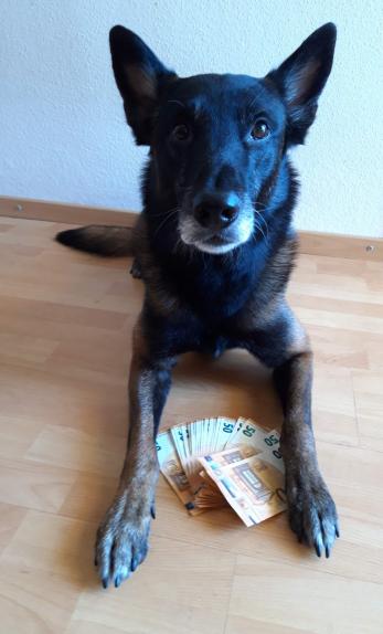 Action - Bargeldspürhund nach erfolgreicher Suche